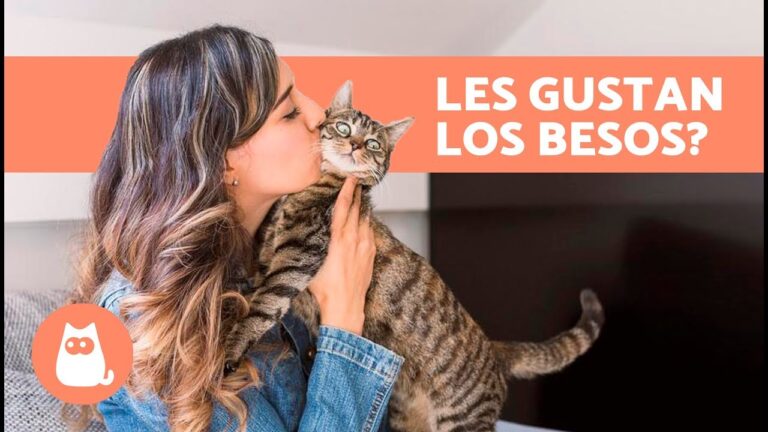 a los gatos le gustan los besos
