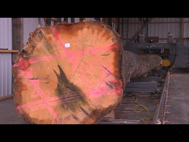 aguja de la catedral de notre dame