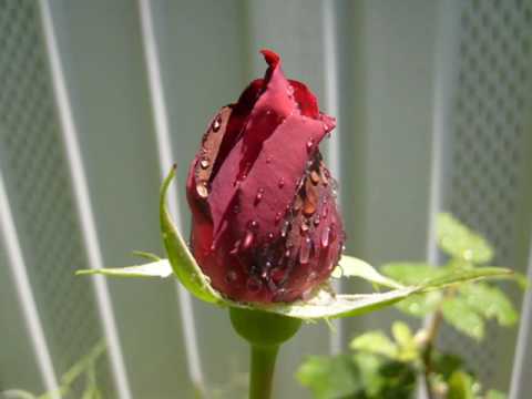 cancion por amor de jose luis perales