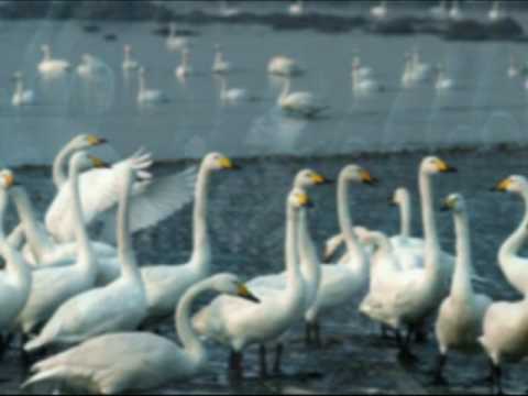 canciones de ballet lago de los cisnes