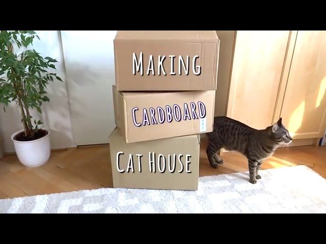 casas de gatos con cajas de carton