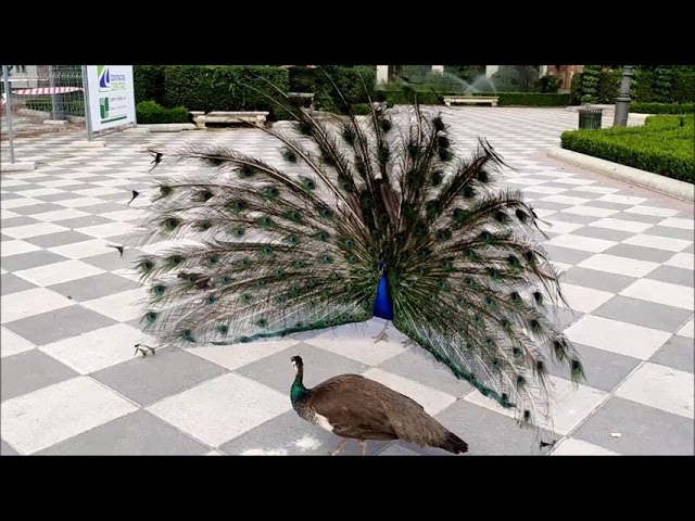 como es el cortejo del pavo real
