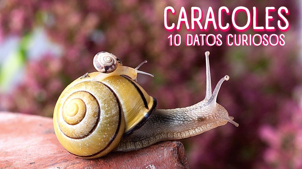 como es la vida de un caracol
