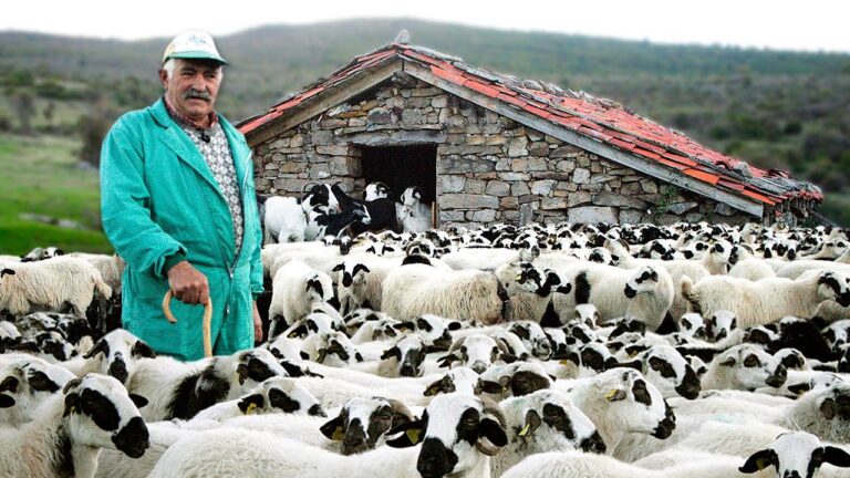 como es la vida de un pastor de ovejas