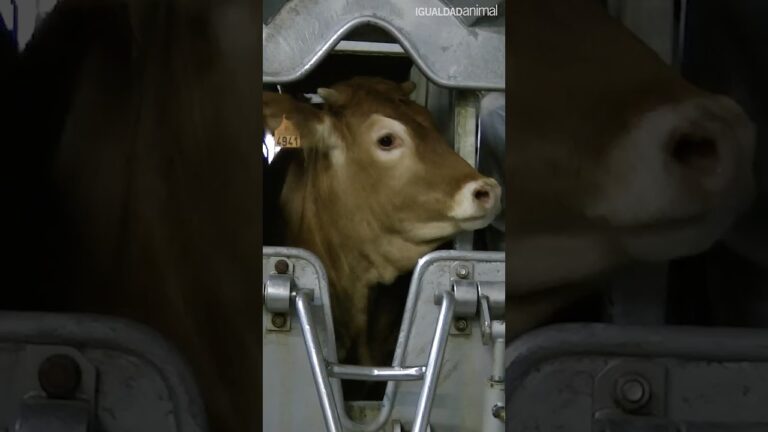 como matan a los animales para consumo humano