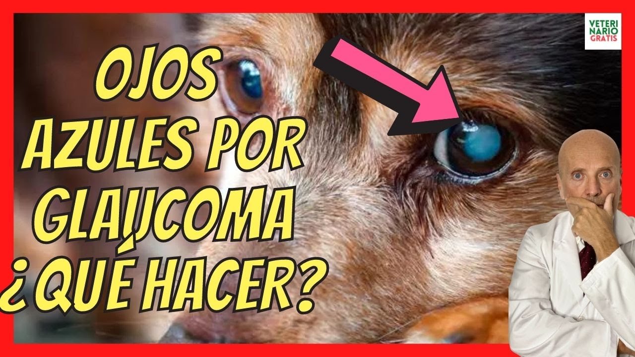 como saber el color de ojos de un perro