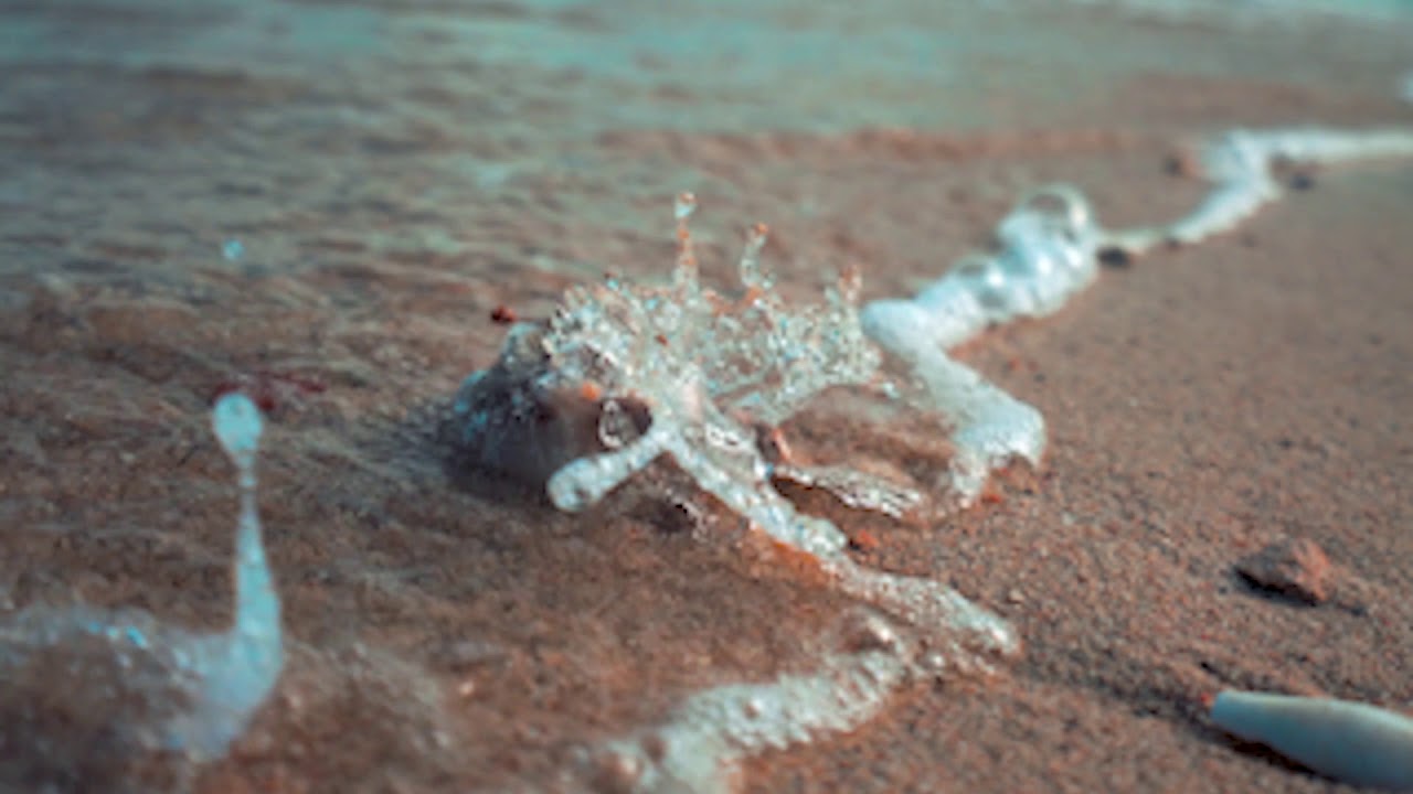 como se forman las conchas de mar