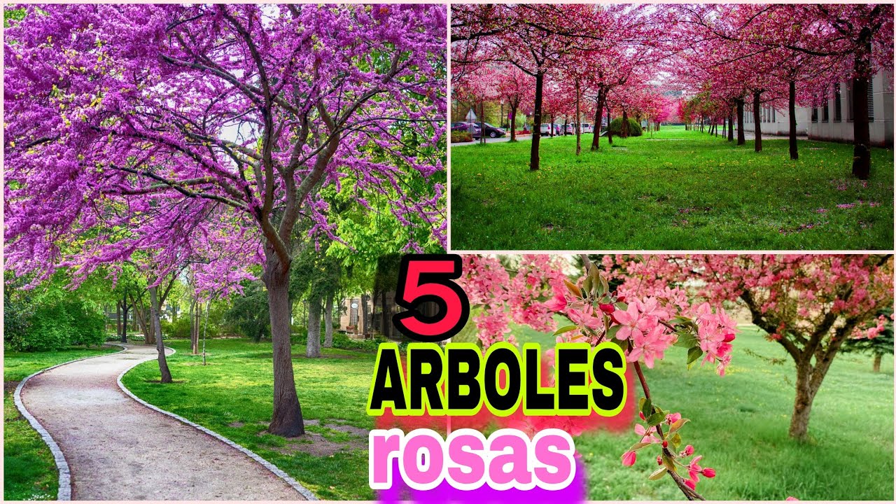 como se llama el arbol con flores rosas