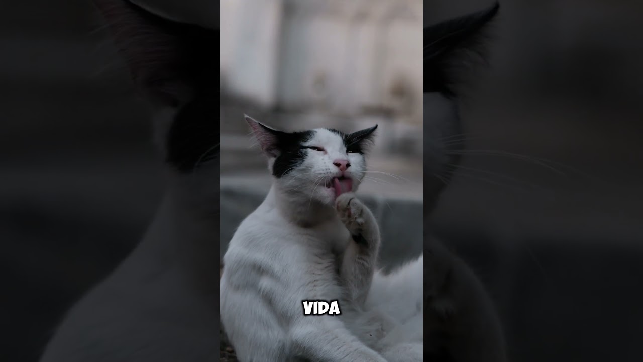como se llaman los bigotes de los gatos