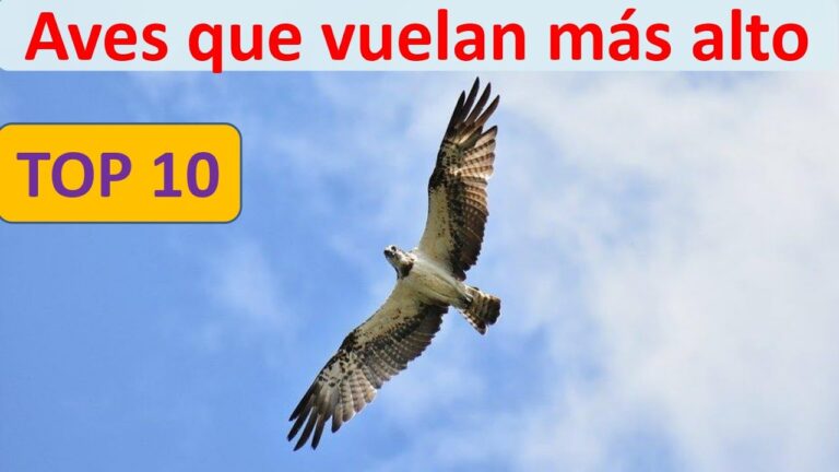cuál es el animal que vuela más alto