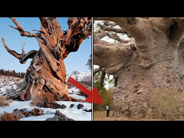 cual es el arbol mas viejo del mundo