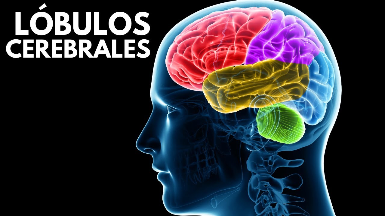 cuales son las areas del cerebro y sus funciones