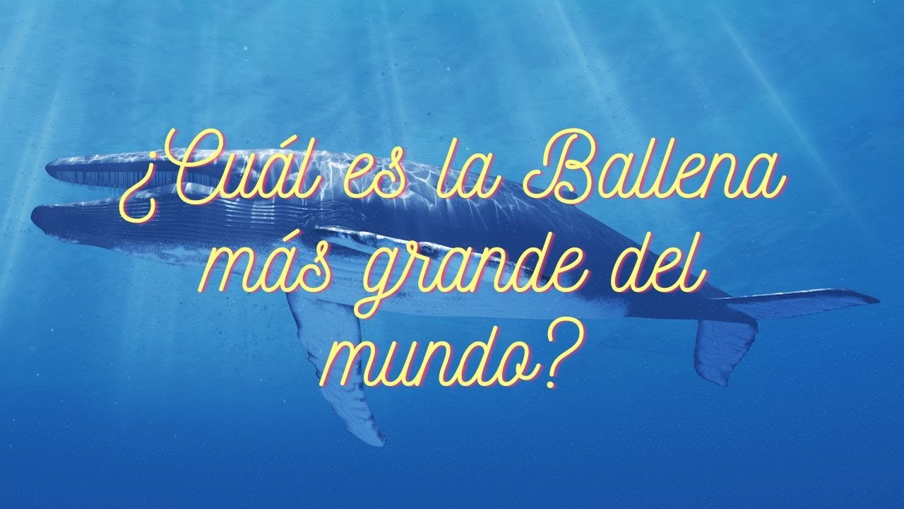 cuanto mide la ballena mas grande del mundo