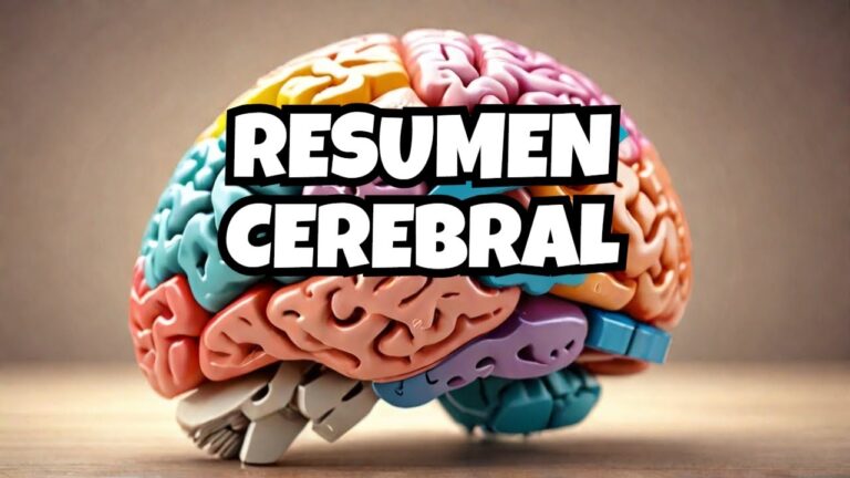 definicion de las partes del cerebro humano