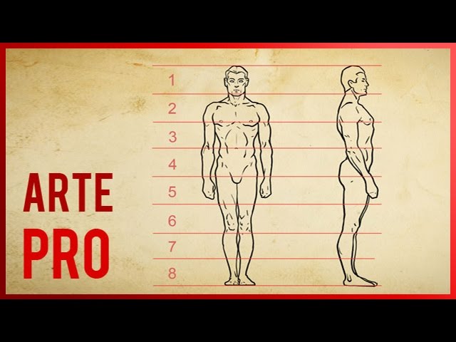 dibujo de las proporciones del cuerpo humano