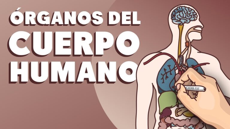 dibujo del cuerpo humano y sus partes