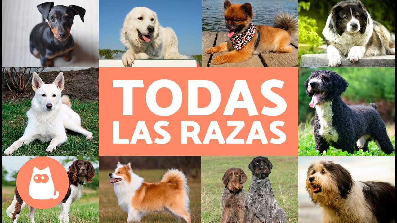 diferentes razas de perros en el mundo