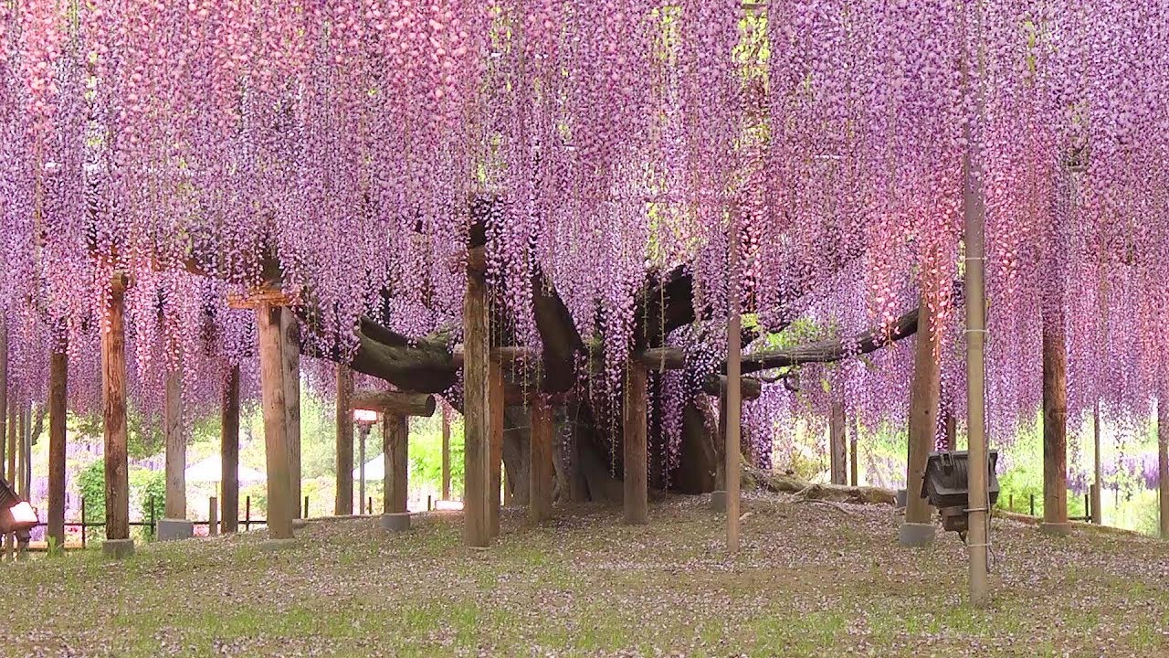 el viejo árbol de wisteria en japón