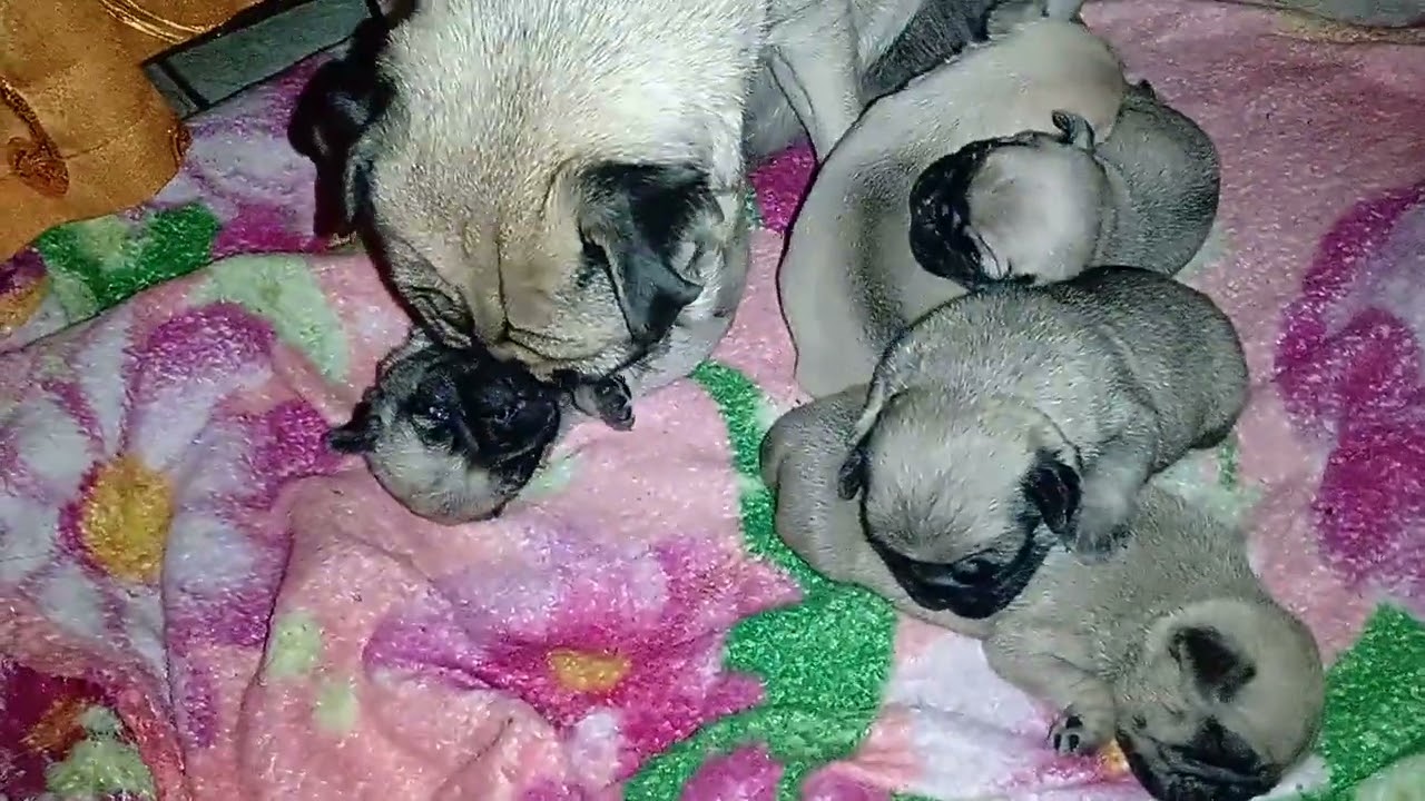 fotos de cachorros de perros recien nacidos