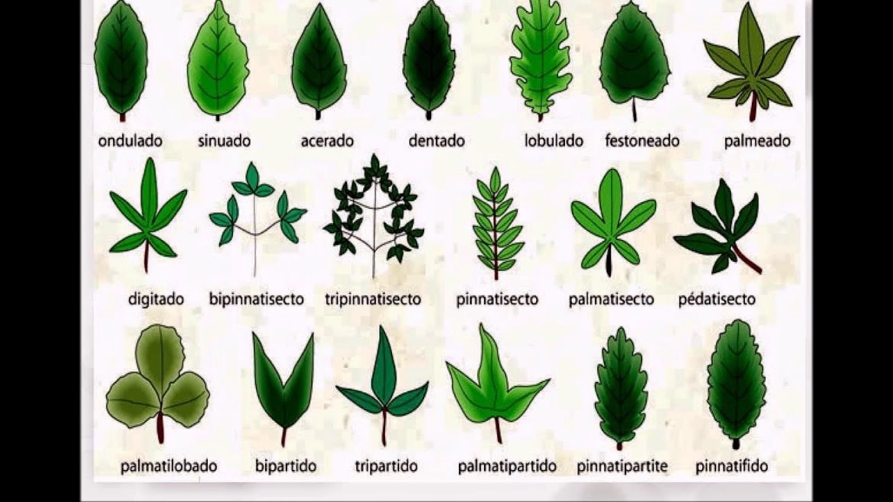 fotos de hojas de arboles y sus nombres
