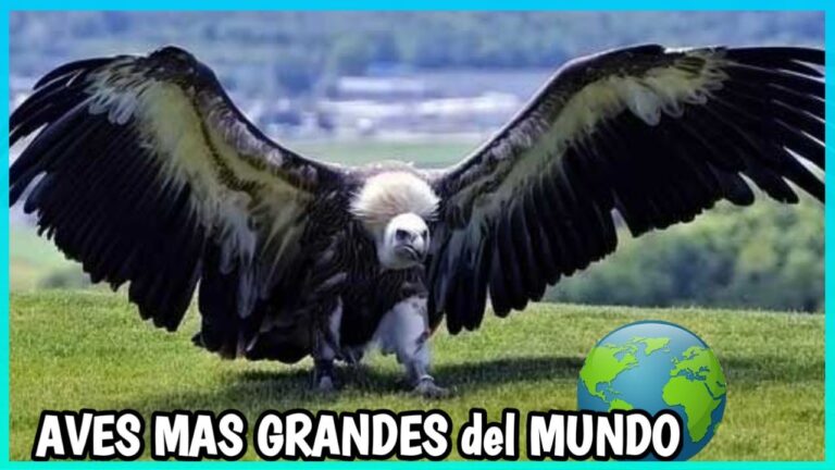 fotos de las aves mas grandes del mundo