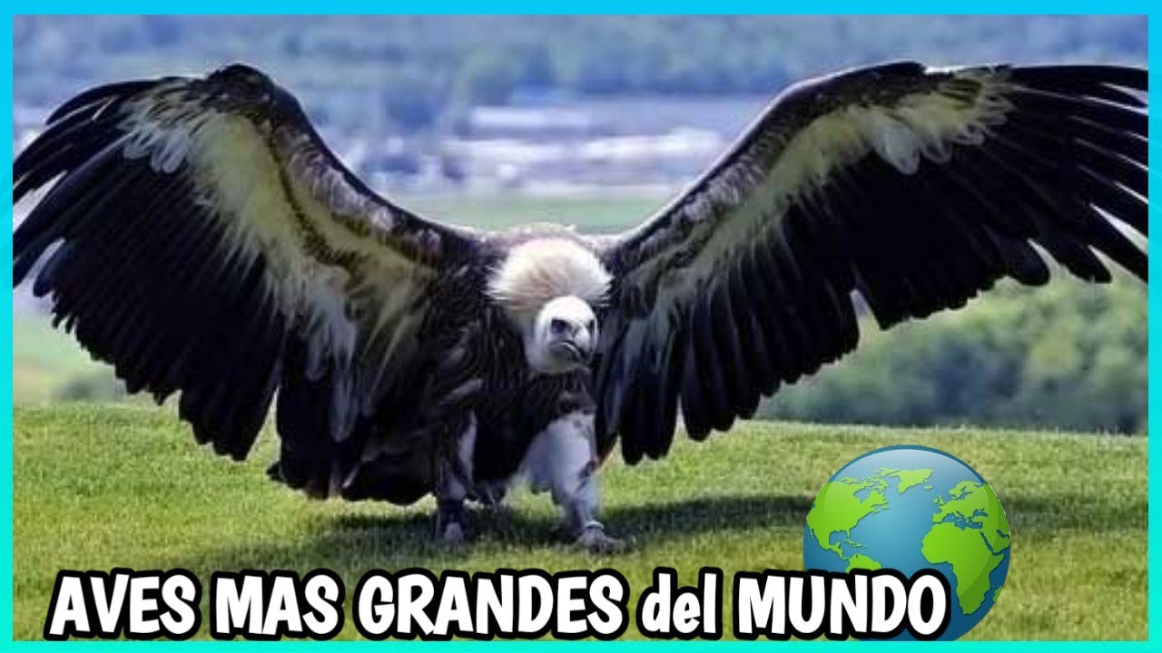 fotos de las aves mas grandes del mundo
