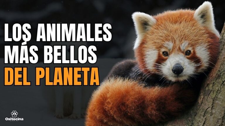 fotos de los animales mas exoticos del mundo