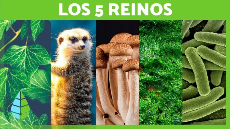 historia de los reinos de la naturaleza