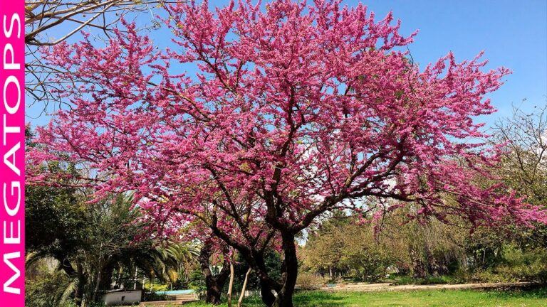 imagenes de paisajes con arboles y flores