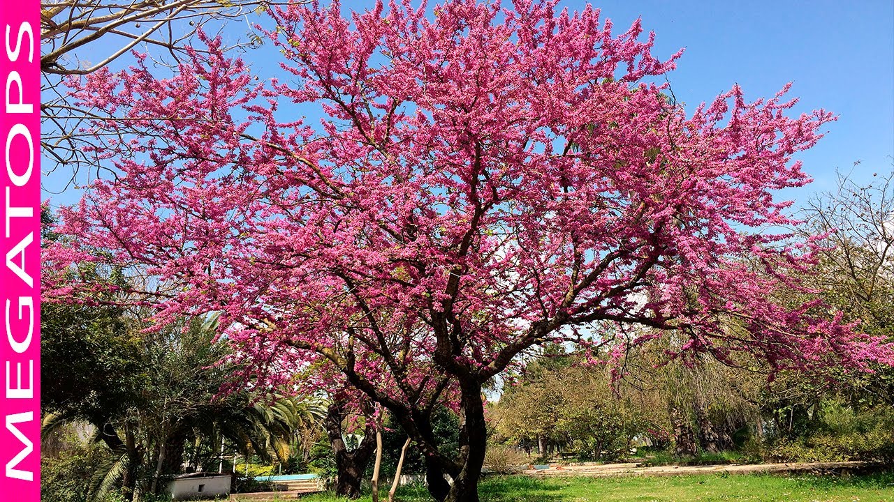 imagenes de paisajes con arboles y flores