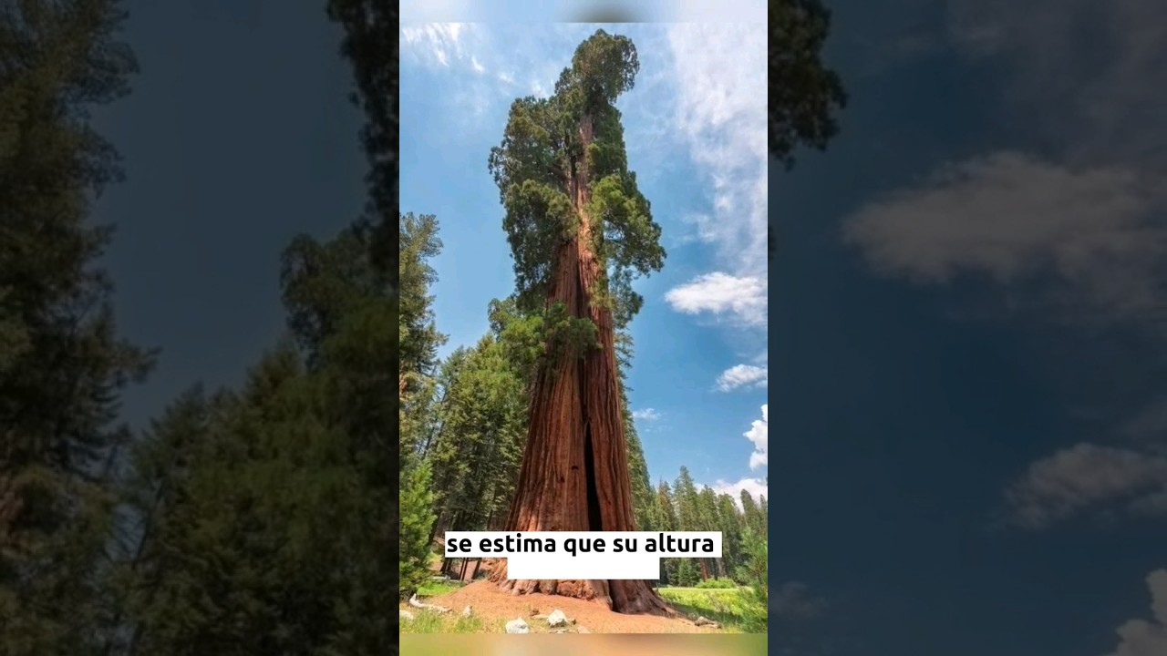 imagenes del arbol mas alto del mundo