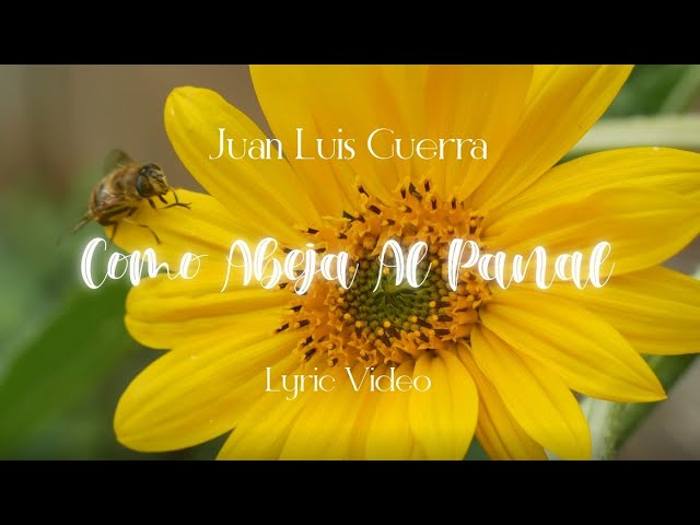 juan luis guerra como abeja al panal