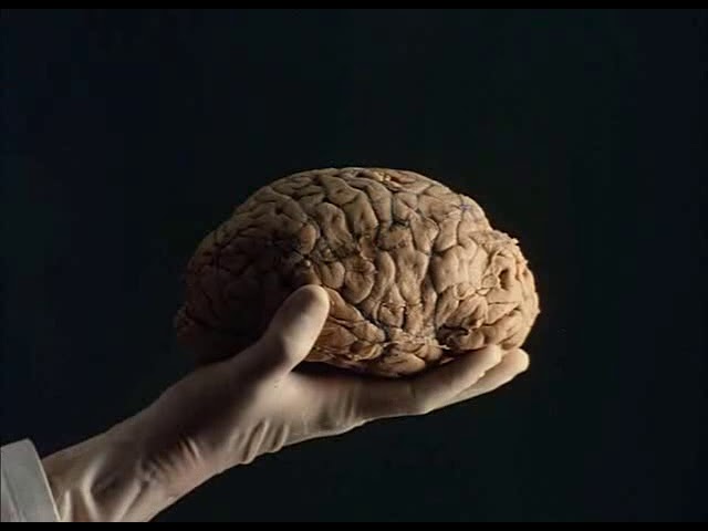 la isla de las flores documental wikipedia