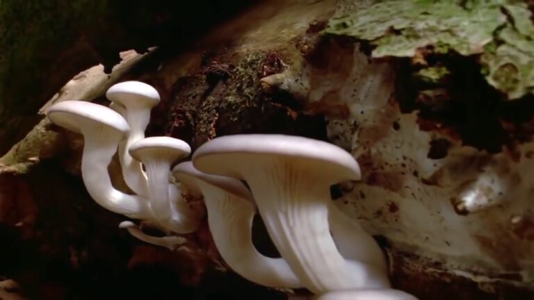 la naturaleza no necesita de los seres humanos