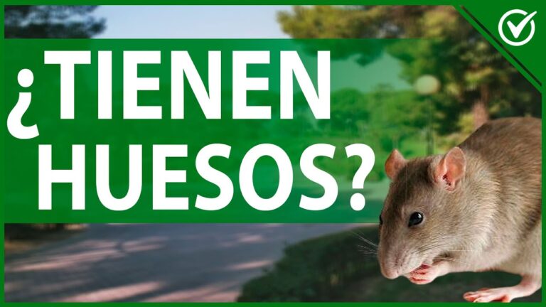 las ratas tienen huesos si o no