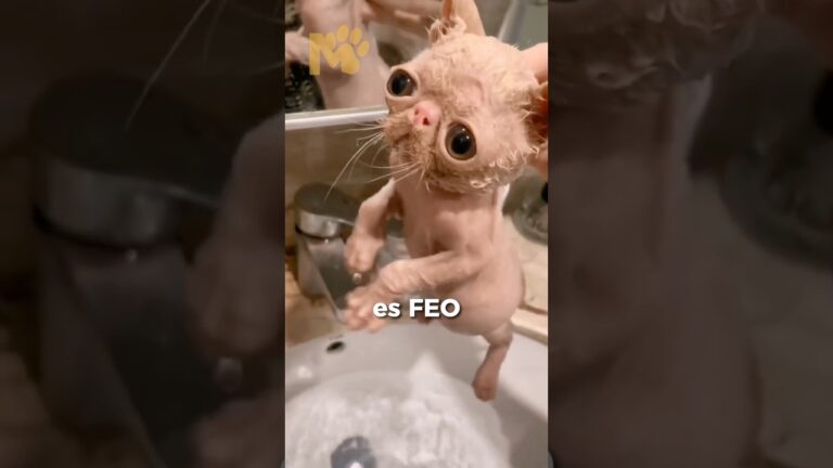 los gatos mas feos del mundo fotos