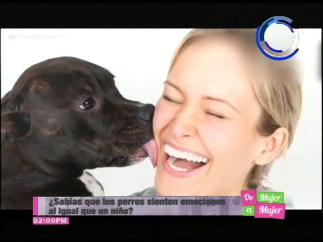 los perros sienten las emociones de los humanos