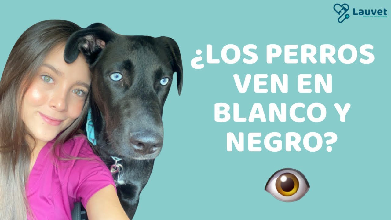 los perros ven en blanco y negro