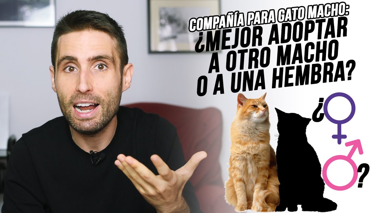 mi gato quiere montar a otro gato