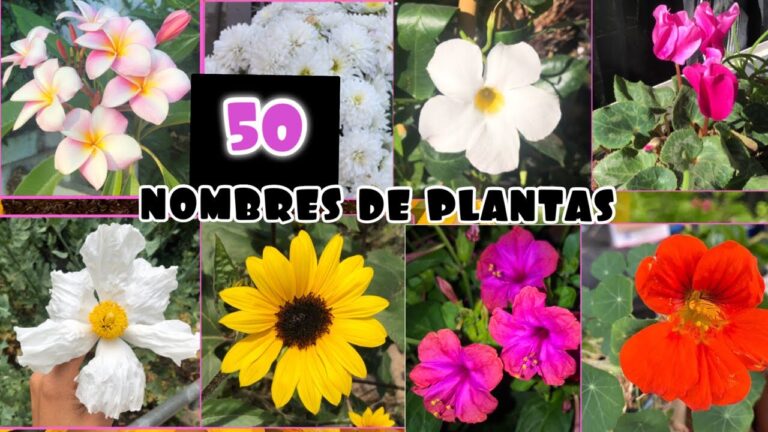 nombre de flores que no tengan la letra a