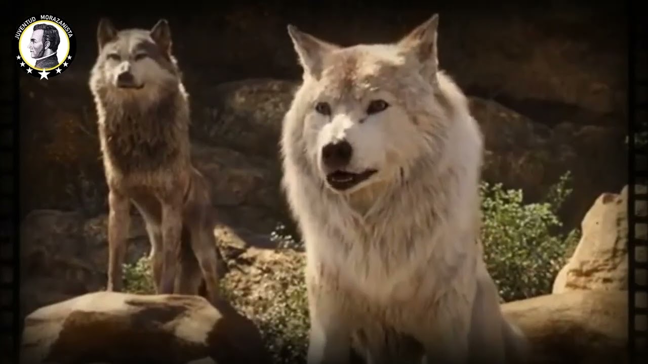 nombre de los personajes del libro de la selva