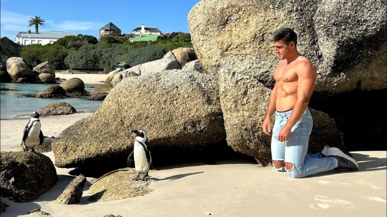 playa con pinguinos en ciudad del cabo
