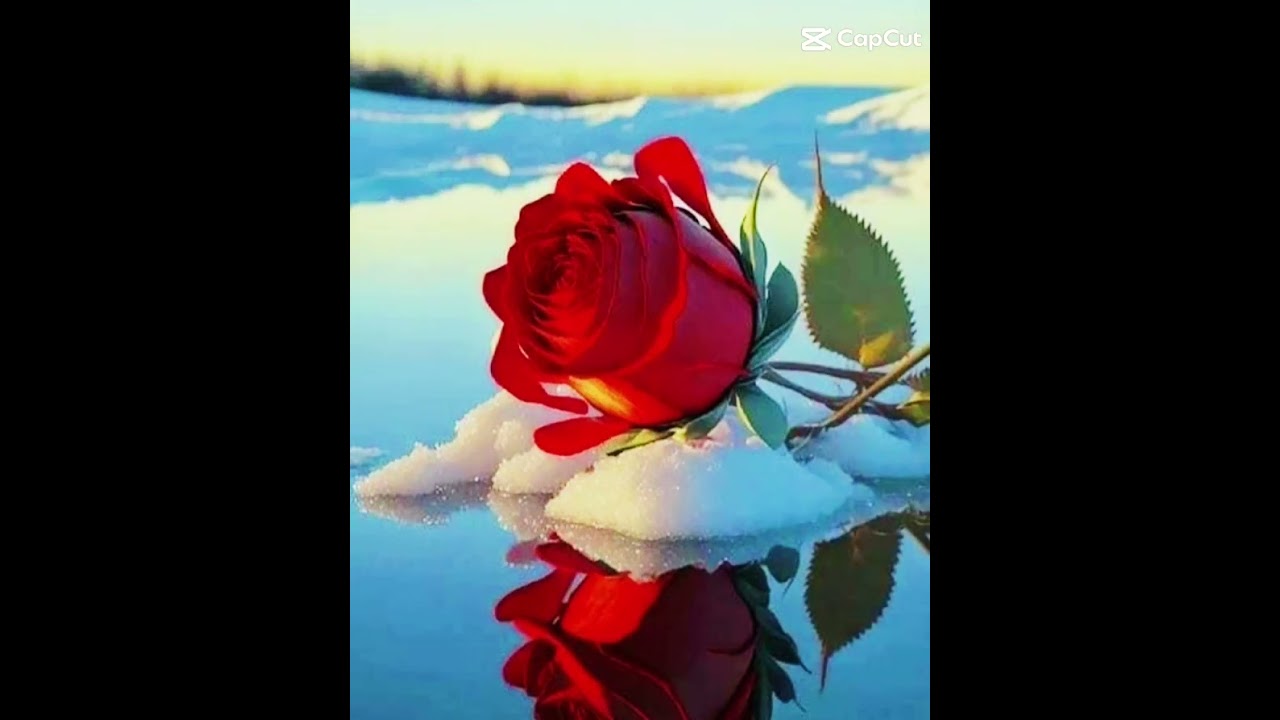 poemas de amor con imagenes de flores