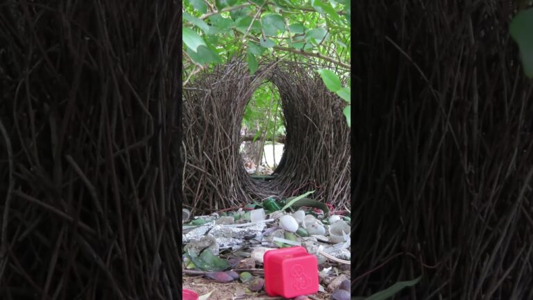 proyecto los pajaros que viven cerca del jardin