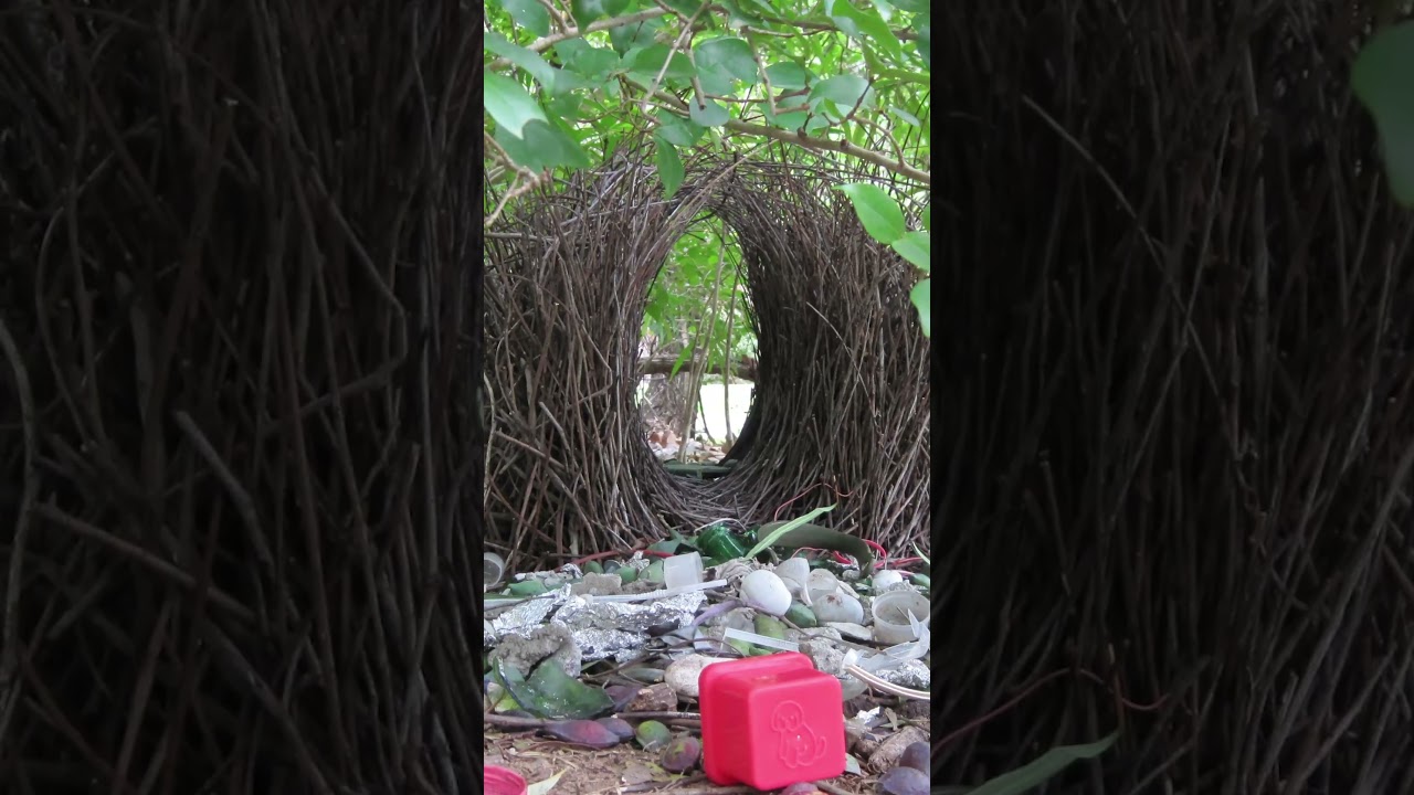 proyecto los pajaros que viven cerca del jardin