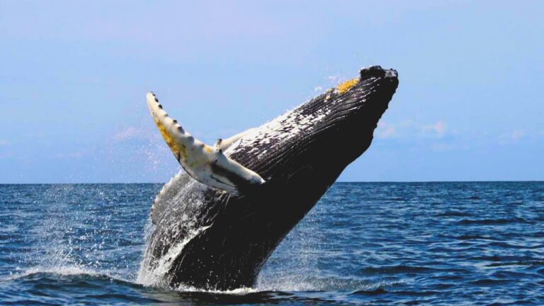 que es mas grande un cachalote o una ballena azul