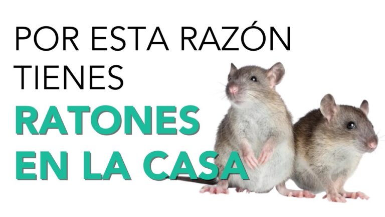 que significa ver ratones en la casa