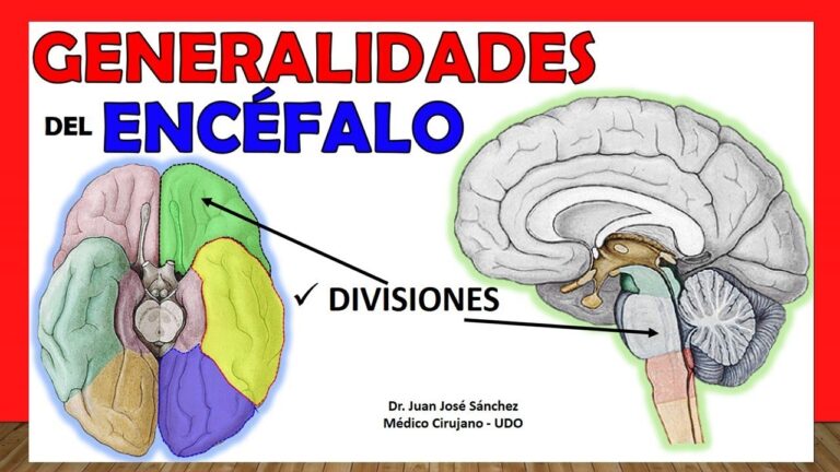 region del encefalo situada en la base cerebral
