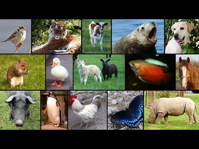 ser vivo mas longevo de la tierra