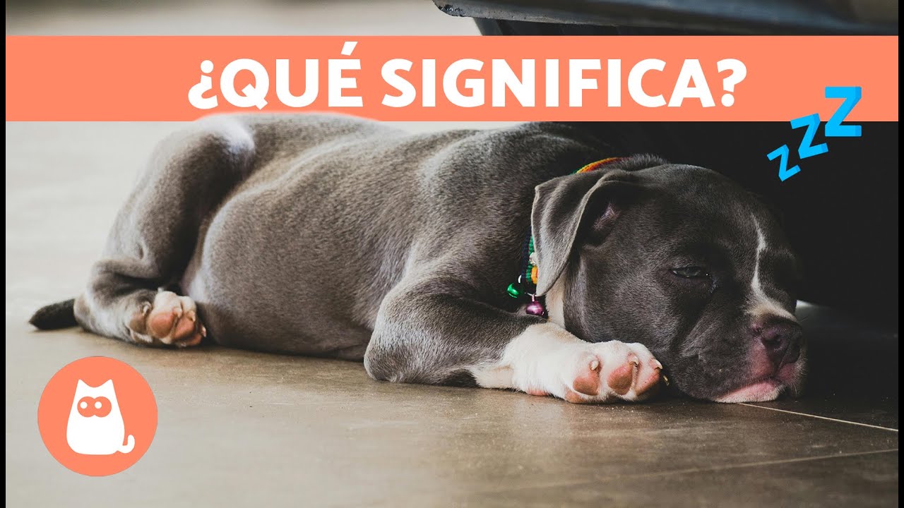 significado de las posiciones de los perros al dormir